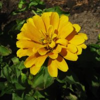 Солнечная цинния :: Людмила Смородинская