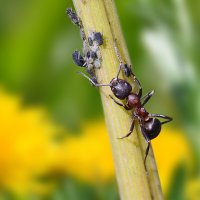 Пастушок :: Геннадий Супрун