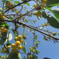 черешня :: Елена Шаламова