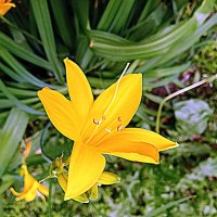 Цветы. :: Владимир Драгунский