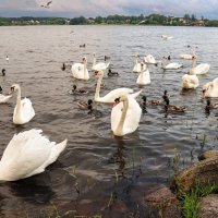 Себежское озеро :: skijumper Иванов