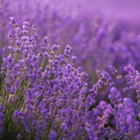 Лаванда ранкова :: Степан Карачко Лаванда ранкова :: Степан Карачко