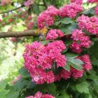 Боярышник :: Сапсан 