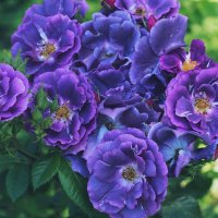 Роза  Rhapsody In Blue :: Civetta ***