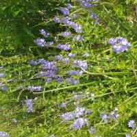 вероника луговая :: Галина Флора