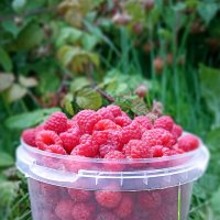 Малинка :: Светлана Кузнецова