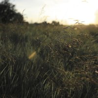 ....... :: Вадим Виловатый