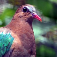 "The Natural World" (Мир Природы) :: "The Natural World" Александер