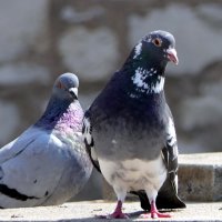 "The Natural World" (Мир Природы) :: "The Natural World" Александер "The Natural World" (Мир Природы) :: "The Natural World" Александер