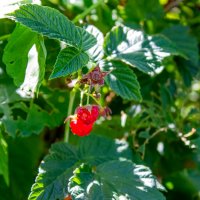 Ягода малина :: Светлана SvetNika17