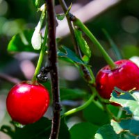 Вишнёвая пара :: Светлана SvetNika17