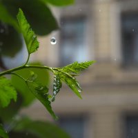 Дождливое лето :: Магомед .