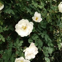 лето 2025 :: Анастасия Малыгина лето 2025 :: Анастасия Малыгина