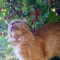 Люди, у которых нет кота - некотяи!!! :: Светлана Кузнецова