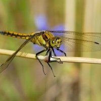 из снятого сегодня 4 :: Александр Прокудин