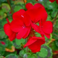 Городские цветы. Красная герань. :: Лилия * Городские цветы. Красная герань. :: Лилия *