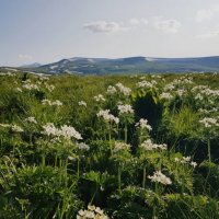 ПЛАТО ЛАГОНАКИ :: Tata Wolf