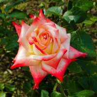 Лето и цветы :: Милешкин Владимир Алексеевич 