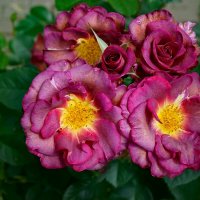 В розарии :: Ольга 