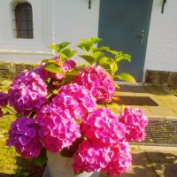 Гортензия крупнолистная Сладкий сон :: Сергей Кочнев