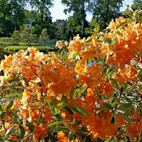 Рододендроны :: Veera V