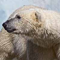 Белый :: SanSan 