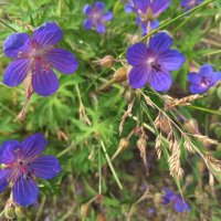 Герань луговая :: Любовь Сахарова