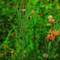 Июль...Этюд с желтоцветом! :: Владимир 