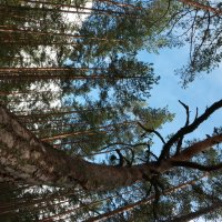 Кривь :: Максим Егоров