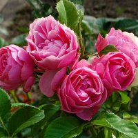 Городские цветы. :: Милешкин Владимир Алексеевич 