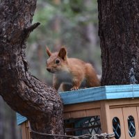 На  крыше :: Геннадий Супрун