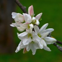 Яблоня :: Константин Анисимов