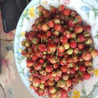 дары с полей... :: Галина Флора дары с полей... :: Галина Флора