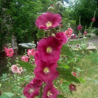 Мальвы цветут :: Елена Семигина