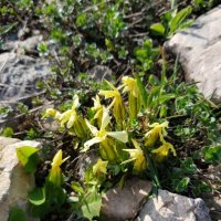 АЛЬПИЙСКИЕ ЛУГА ЛАГОНАКИ :: Tata Wolf