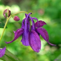 Про аквилегию (водосбор)... :: Андрей Заломленков