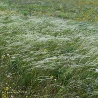 Природа Крыма :: Amazing Cosmea