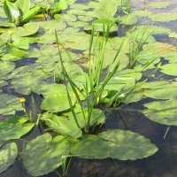 Усманка :: Елена Шаламова