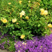 Английские розы. :: Татьяна Помогалова