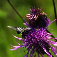 Летит :: kolyeretka 