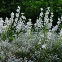 Дельфиниум белый :: Рита Симонова