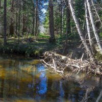 Река Куштумга. :: Алексей Трухин