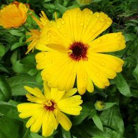 Календула в саду. :: Ольга Довженко