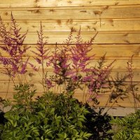 метёлки :: Сергей Лындин