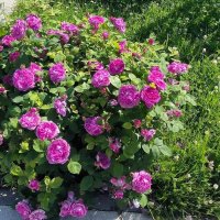 Июль  в ярких красках. :: Ольга 