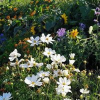 Все краски лета. :: Ольга 