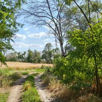 Летний пейзаж :: Валерий Ткаченко