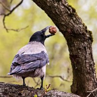 ворона и орех :: Laryan1 