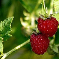 Ягода малина. :: Маргарита ( Марта ) Дрожжина Ягода малина. :: Маргарита ( Марта ) Дрожжина