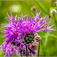 Василёк... :: Aquarius - Сергей Василёк... :: Aquarius - Сергей